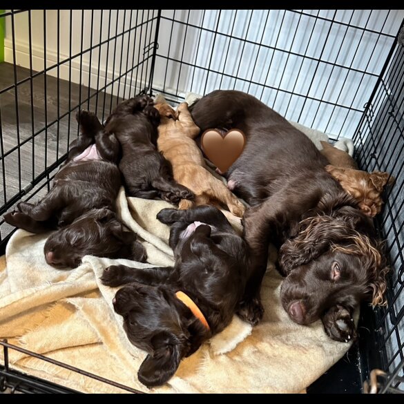 Cocker Spaniel (Working &amp; Show) - Both