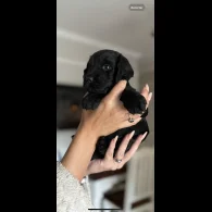 Cocker Spaniel (Working &amp; Show) - Both