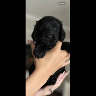 Cocker Spaniel (Working &amp; Show) - Both