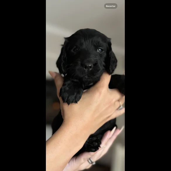Cocker Spaniel (Working &amp; Show) - Both