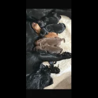 Cocker Spaniel (Working &amp; Show) - Both