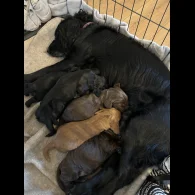 Cocker Spaniel (Working &amp; Show) - Both
