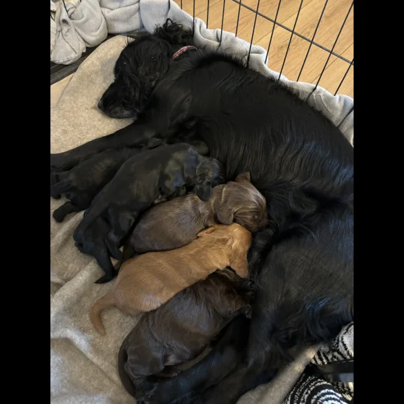 Cocker Spaniel (Working &amp; Show) - Both