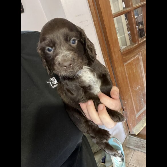 Cocker Spaniel (Working &amp; Show) - Dogs