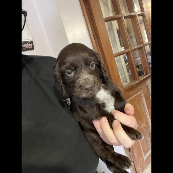 Cocker Spaniel (Working &amp; Show) - Dogs