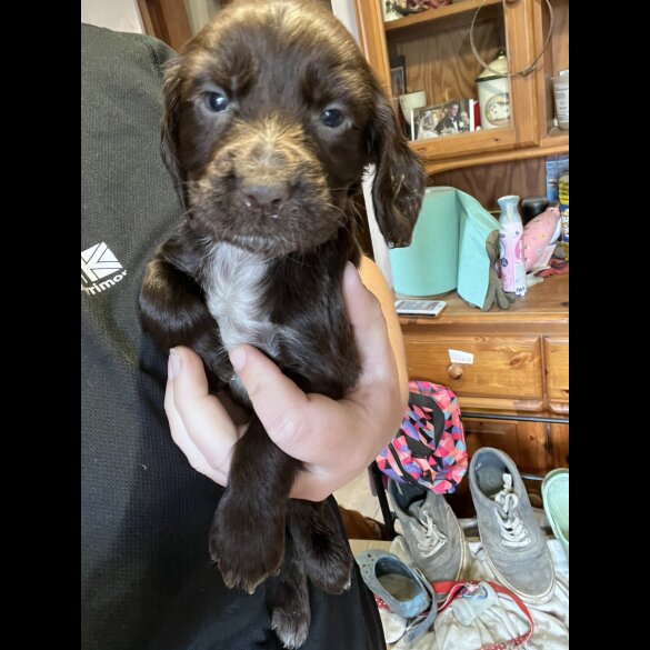 Cocker Spaniel (Working &amp; Show) - Dogs