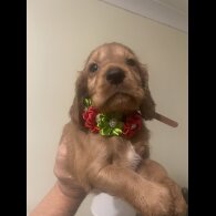 Cocker Spaniel (Working &amp; Show) - Bitches