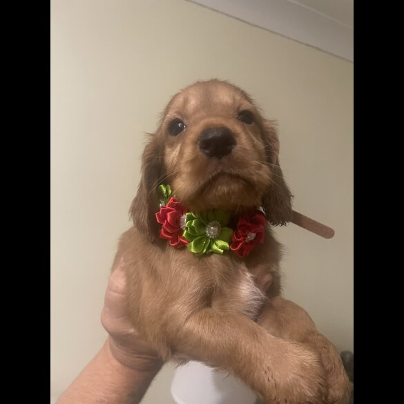 Cocker Spaniel (Working &amp; Show) - Bitches