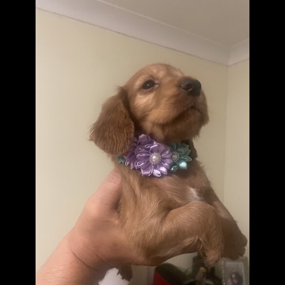Cocker Spaniel (Working &amp; Show) - Bitches