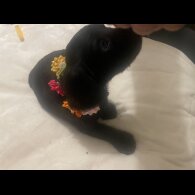 Cocker Spaniel (Working &amp; Show) - Bitches