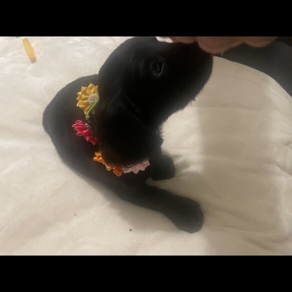Cocker Spaniel (Working &amp; Show) - Bitches