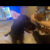 Cocker Spaniel (Working &amp; Show) - Bitches