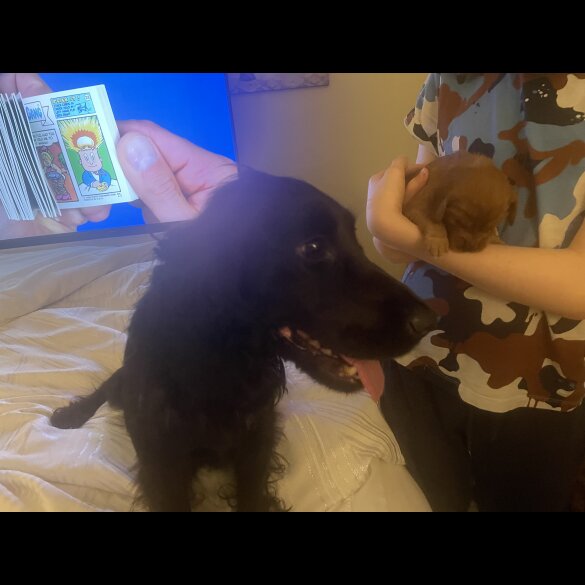 Cocker Spaniel (Working &amp; Show) - Bitches