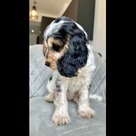 Cocker Spaniel (Working &amp; Show) - Both