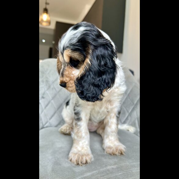 Cocker Spaniel (Working &amp; Show) - Both