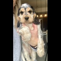 Cocker Spaniel (Working &amp; Show) - Both