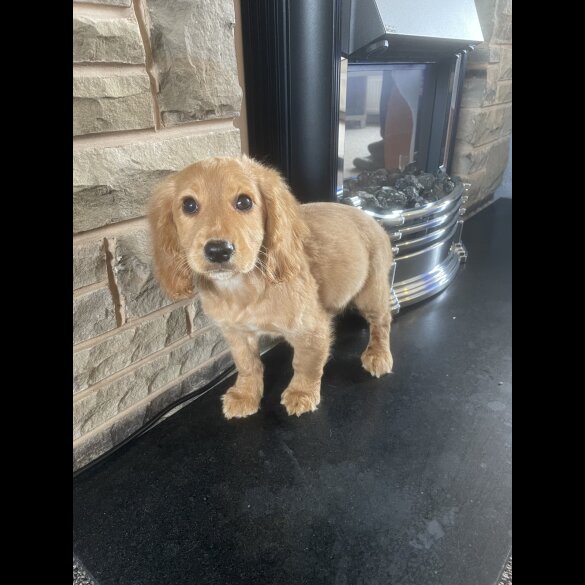Cocker Spaniel (Working &amp; Show) - Both