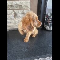 Cocker Spaniel (Working &amp; Show) - Both