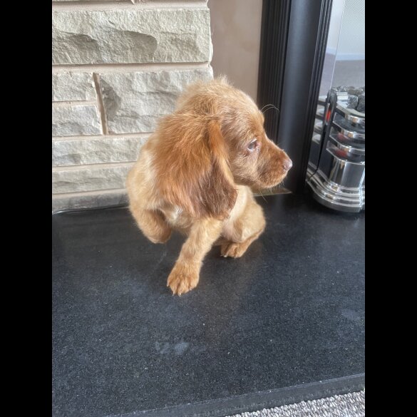 Cocker Spaniel (Working &amp; Show) - Both