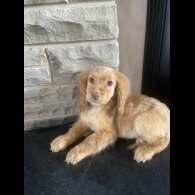 Cocker Spaniel (Working &amp; Show) - Both