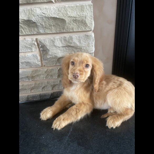Cocker Spaniel (Working &amp; Show) - Both