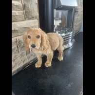 Cocker Spaniel (Working &amp; Show) - Both