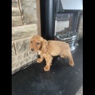 Cocker Spaniel (Working &amp; Show) - Both