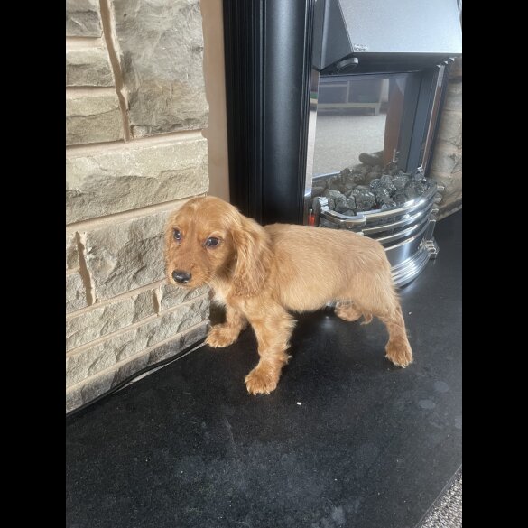 Cocker Spaniel (Working &amp; Show) - Both