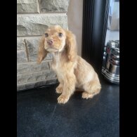 Cocker Spaniel (Working &amp; Show) - Both