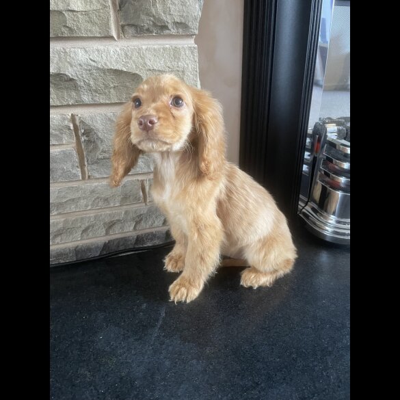 Cocker Spaniel (Working &amp; Show) - Both