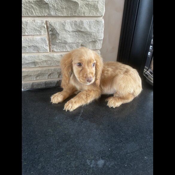 Cocker Spaniel (Working &amp; Show) - Both