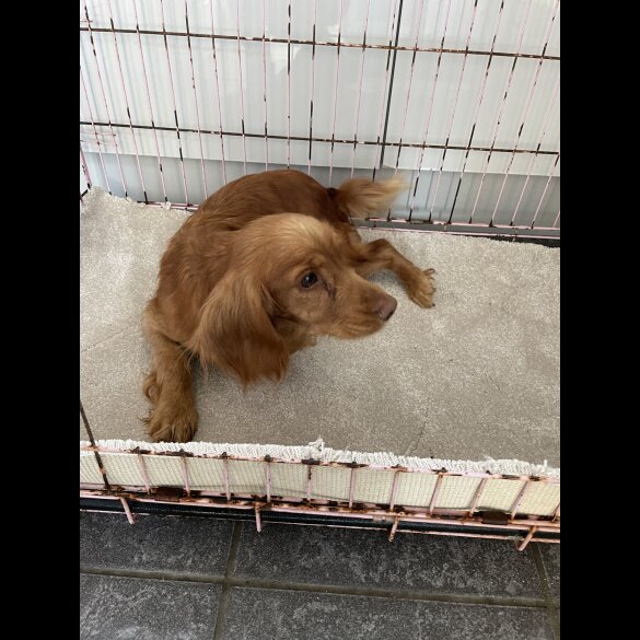 Cocker Spaniel (Working &amp; Show) - Both