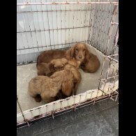Cocker Spaniel (Working &amp; Show) - Both