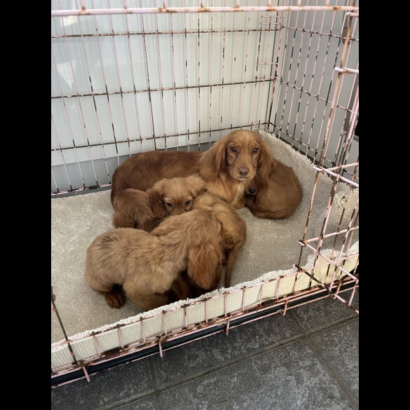Cocker Spaniel (Working &amp; Show) - Both