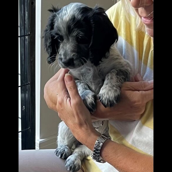 Cocker Spaniel (Working &amp; Show) - Both