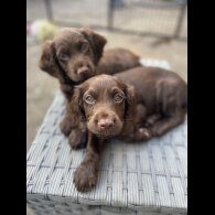Cocker Spaniel (Working &amp; Show) - Both