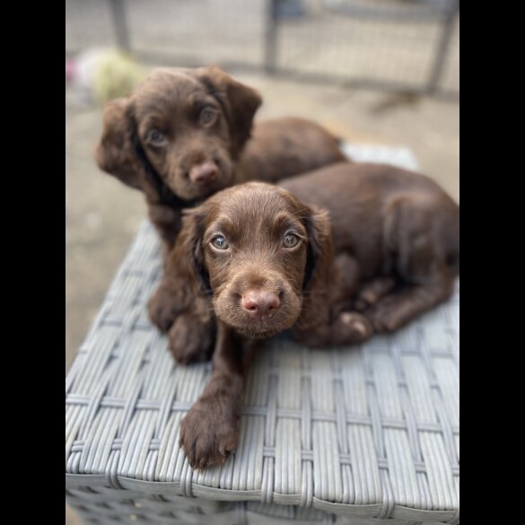 Cocker Spaniel (Working &amp; Show) - Both