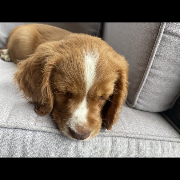 Cocker Spaniel (Working &amp; Show) - Both