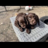 Cocker Spaniel (Working &amp; Show) - Both