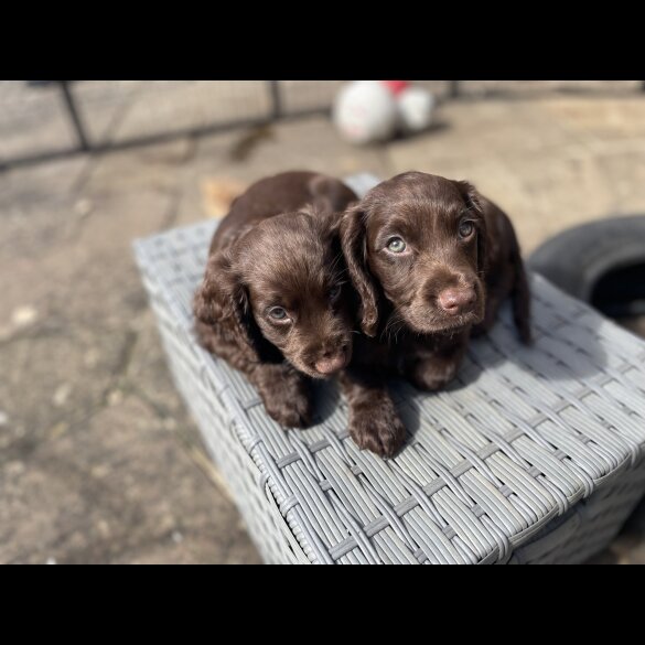 Cocker Spaniel (Working &amp; Show) - Both