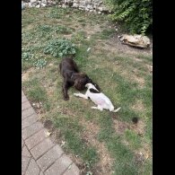 Cocker Spaniel (Working &amp; Show) - Both