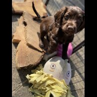 Cocker Spaniel (Working &amp; Show) - Both