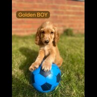 Cocker Spaniel (Working &amp; Show) - Both