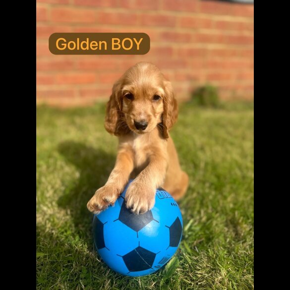 Cocker Spaniel (Working &amp; Show) - Both
