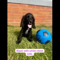 Cocker Spaniel (Working &amp; Show) - Both