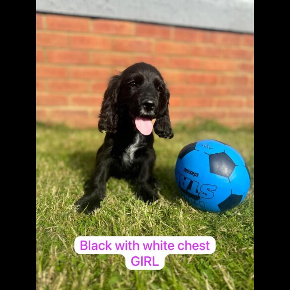Cocker Spaniel (Working &amp; Show) - Both