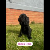 Cocker Spaniel (Working &amp; Show) - Both