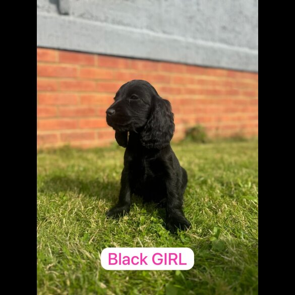 Cocker Spaniel (Working &amp; Show) - Both