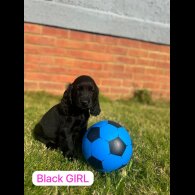 Cocker Spaniel (Working &amp; Show) - Both