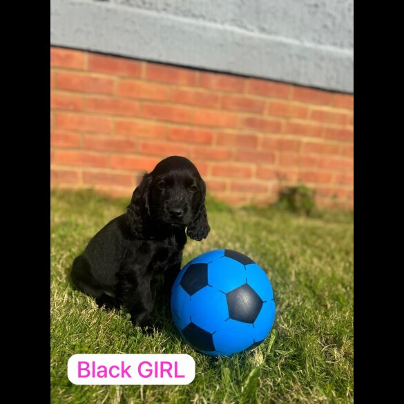 Cocker Spaniel (Working &amp; Show) - Both